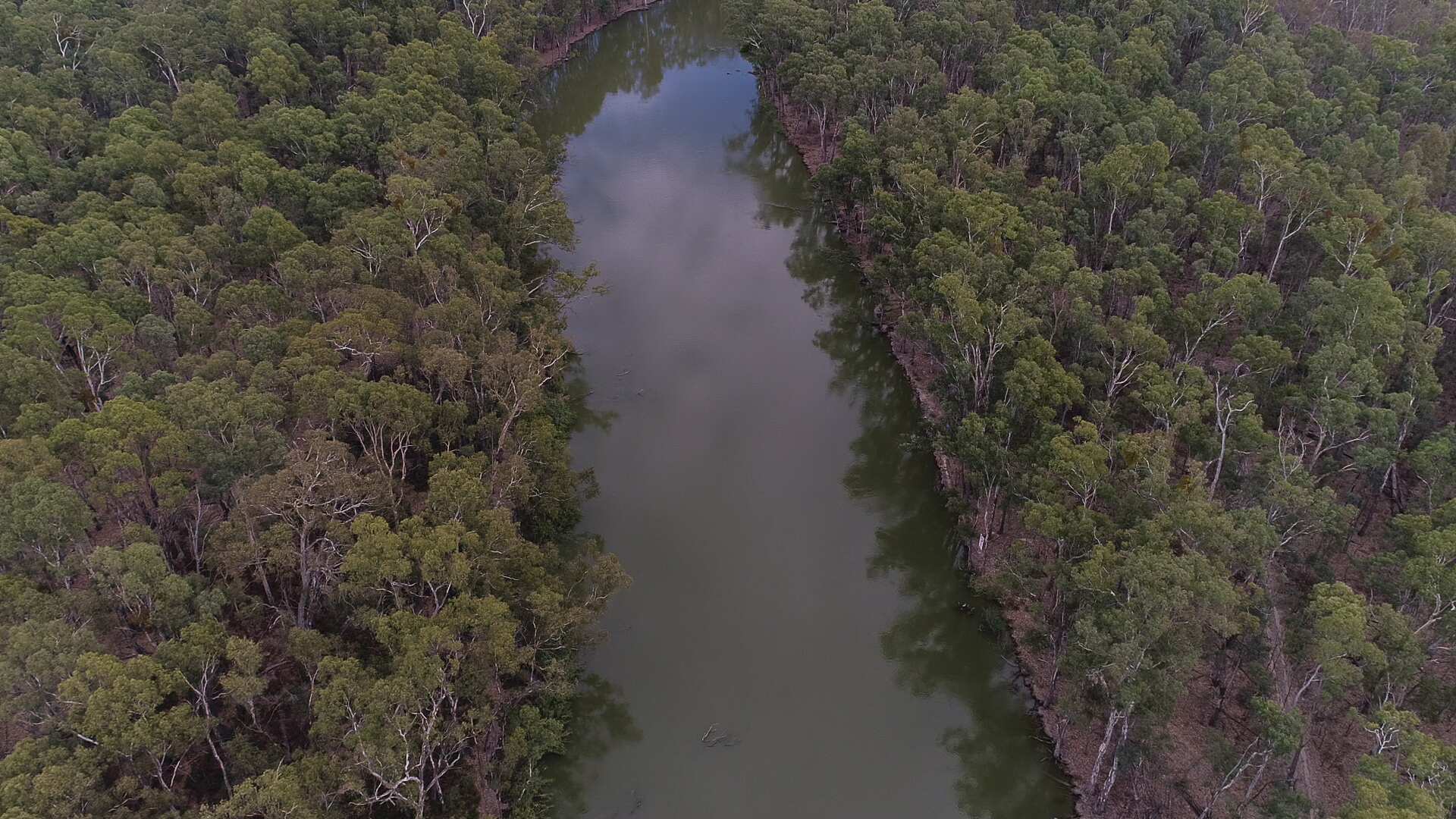一条狭窄的河流穿过图像的中心，两边是厚厚的河红胶树。